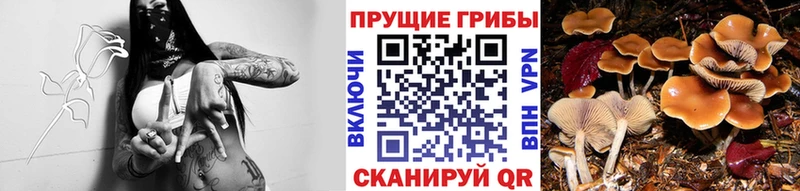 Галлюциногенные грибы прущие грибы  Купить  Калач-на-Дону 